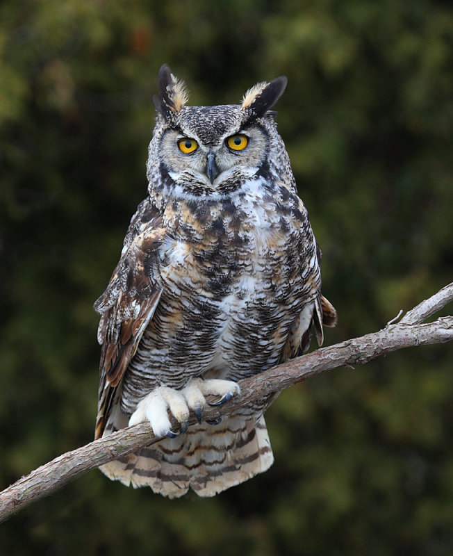 great horned owl