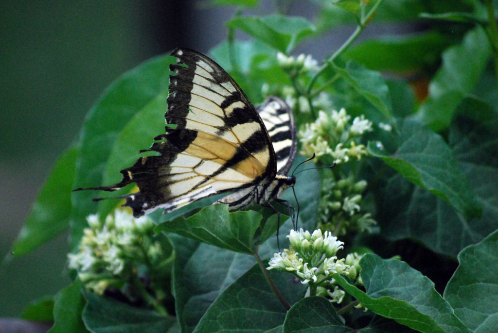 Swallowtail butterfly feeding on small white flower