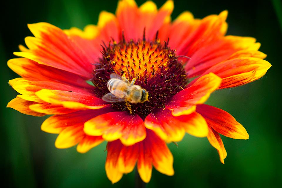 Honey bee on painted daisy