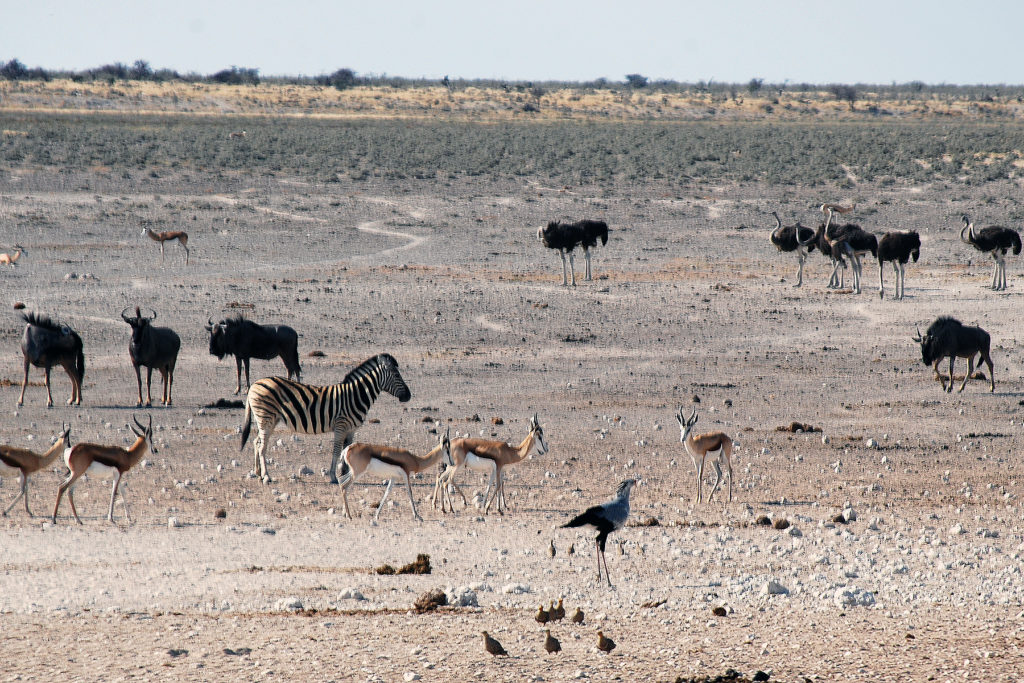 ostrich, secretary bird, zebras, cape buffalo, impala