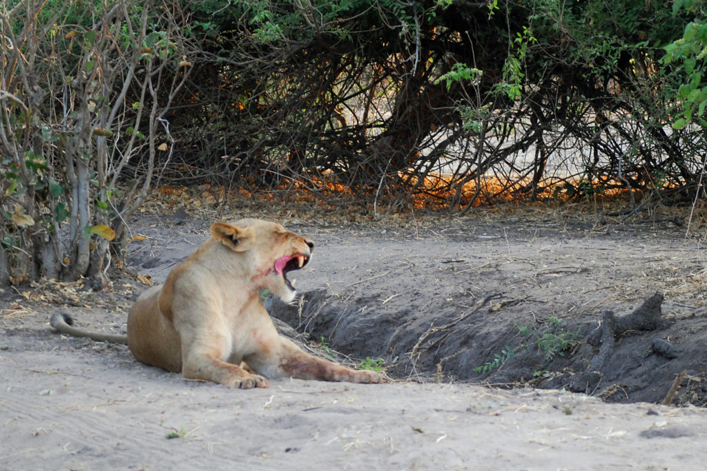 A lioness with blood on her mouth roars.