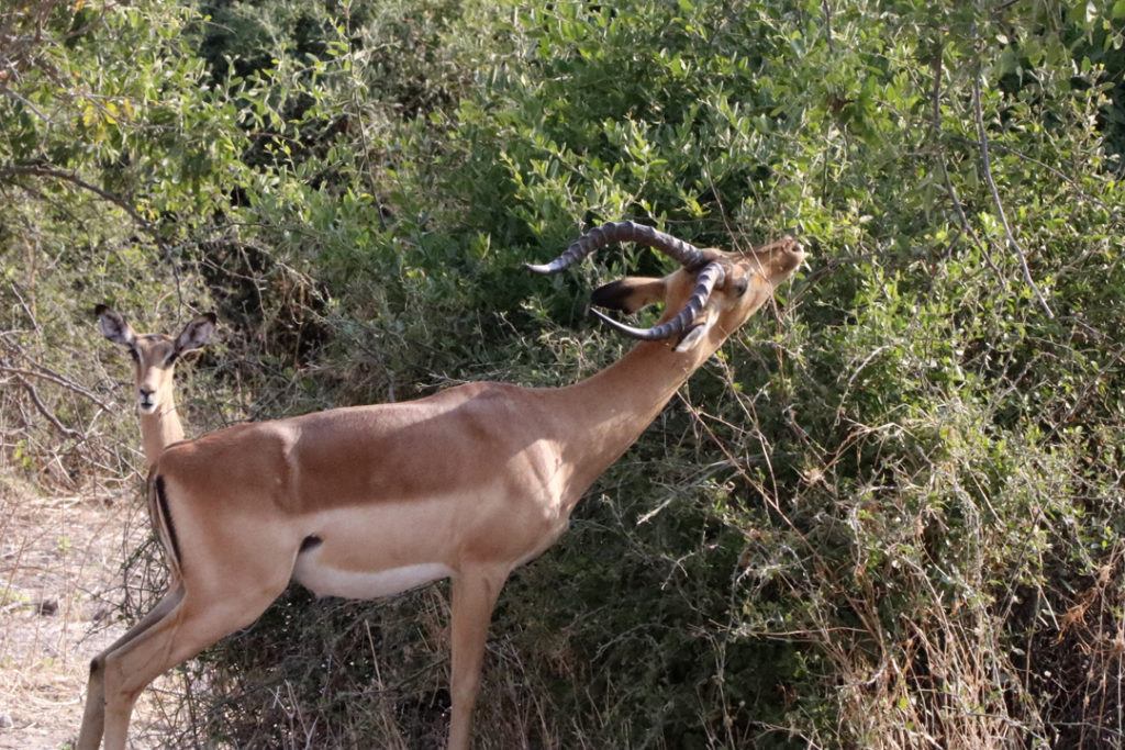 A gazelle eats leaves from a shrub.