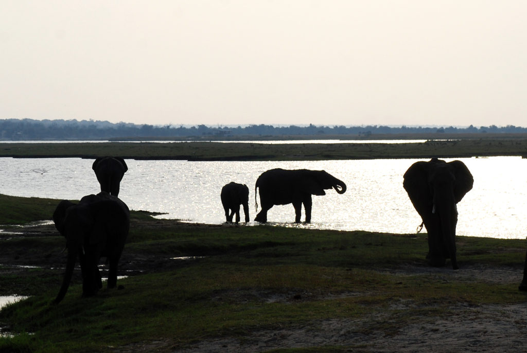 Elephants drinking at sunset