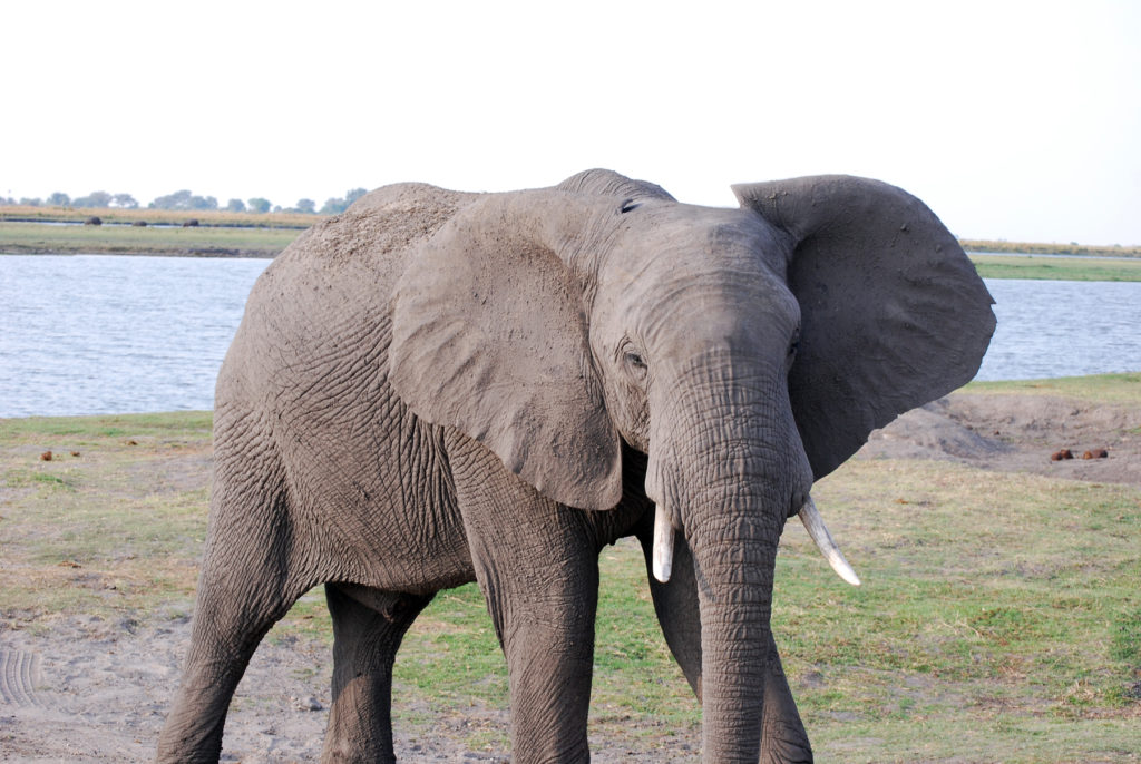 African elephants have ears shaped like the continent of Africa.
