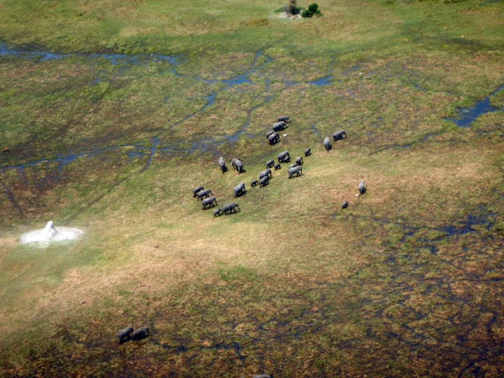 Aerial view of elephant herd, Okavango Delta