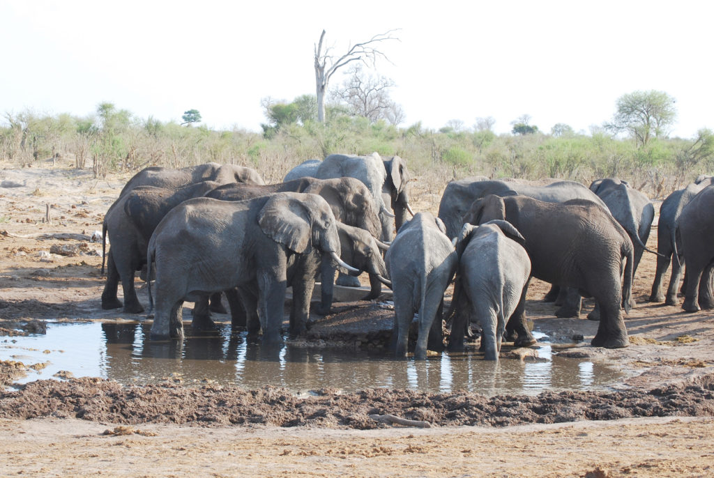 Elephants gather at the watering hole, Botswana.