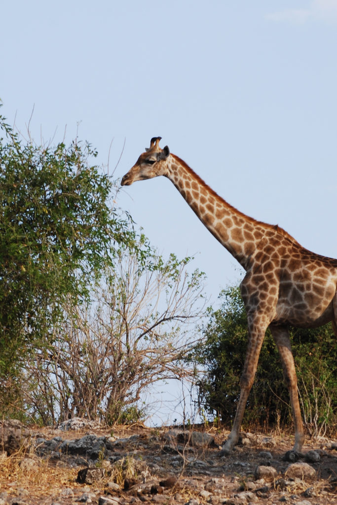 A giraffe eats leaves from the top of a tree.