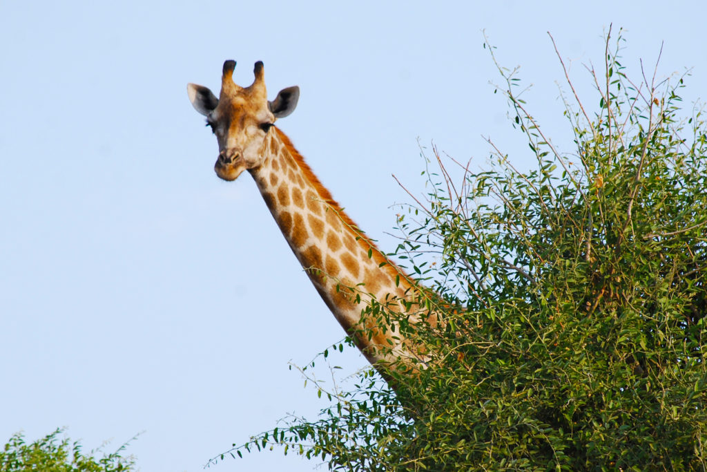 Giraffe behind a tree