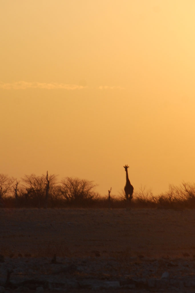 Giraffe at sundown