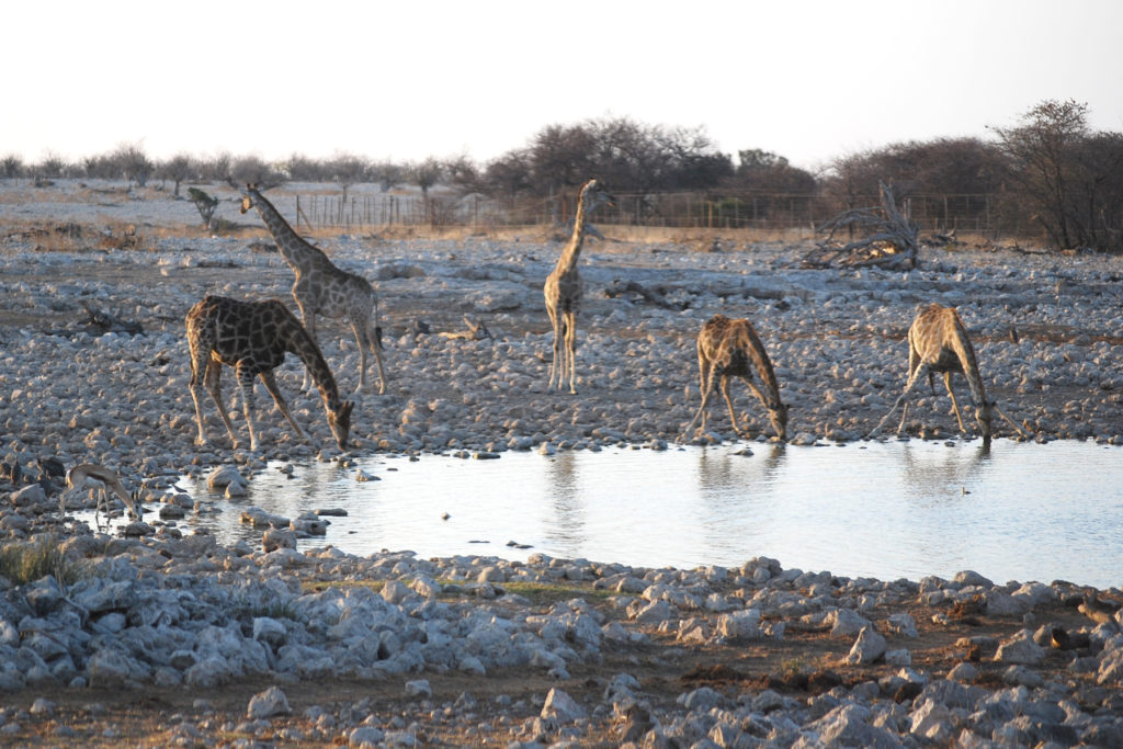 Giraffes at watering hole
