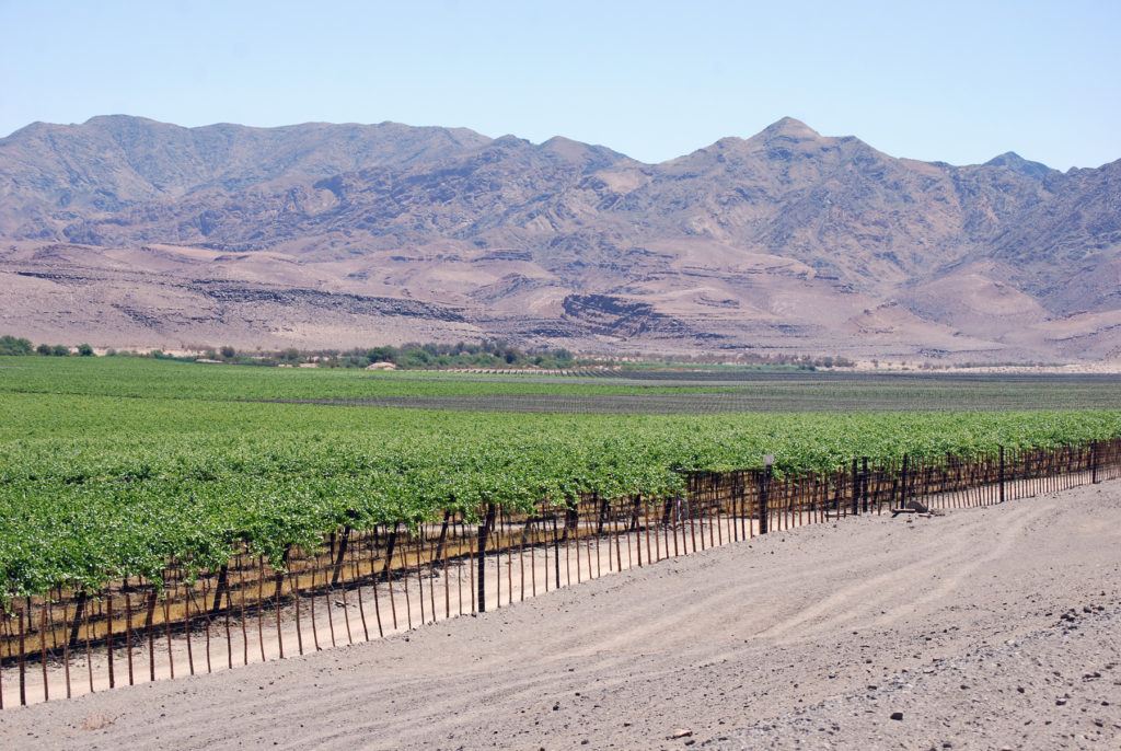 Grapes in irrigated fields contrast with the surrounding mountains.