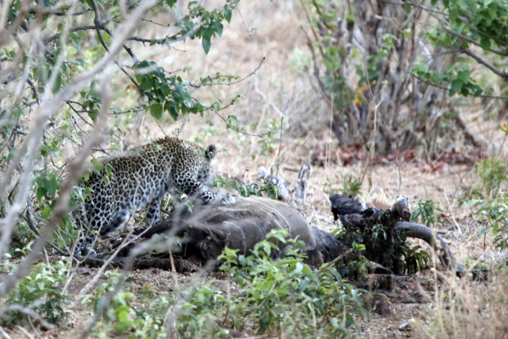A leopard and his prey, a kudu