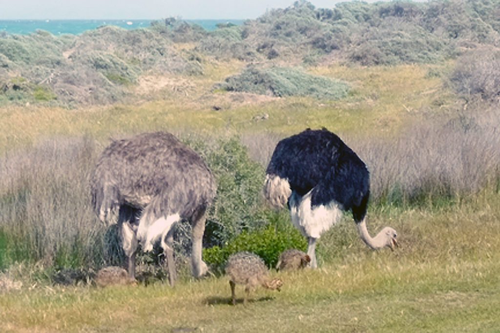 Family of ostriches near Cape Town, SA. The male is black.