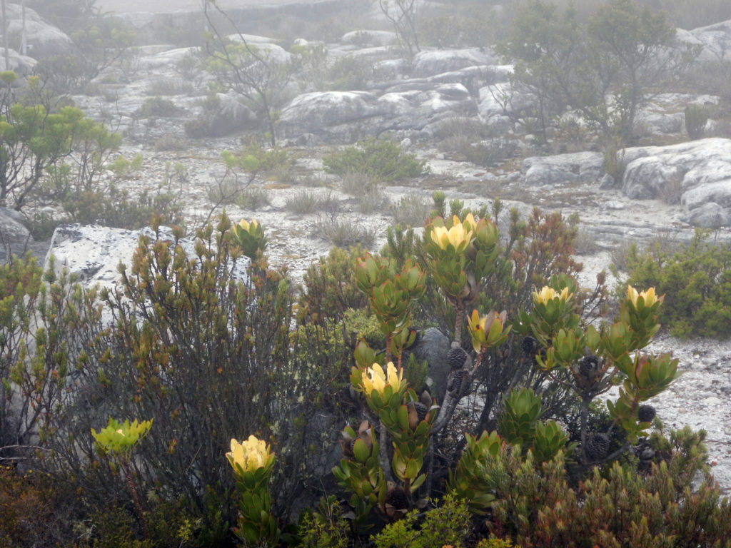 A yellow October Rose Cockade Tree blooms at the top of Table Mountain. In the background, fog and stone.