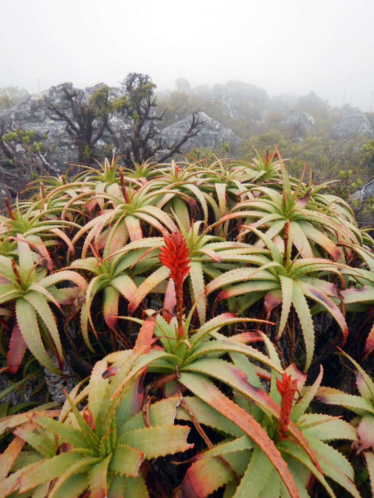 Red aloe blooming at the top of Table Mountain.