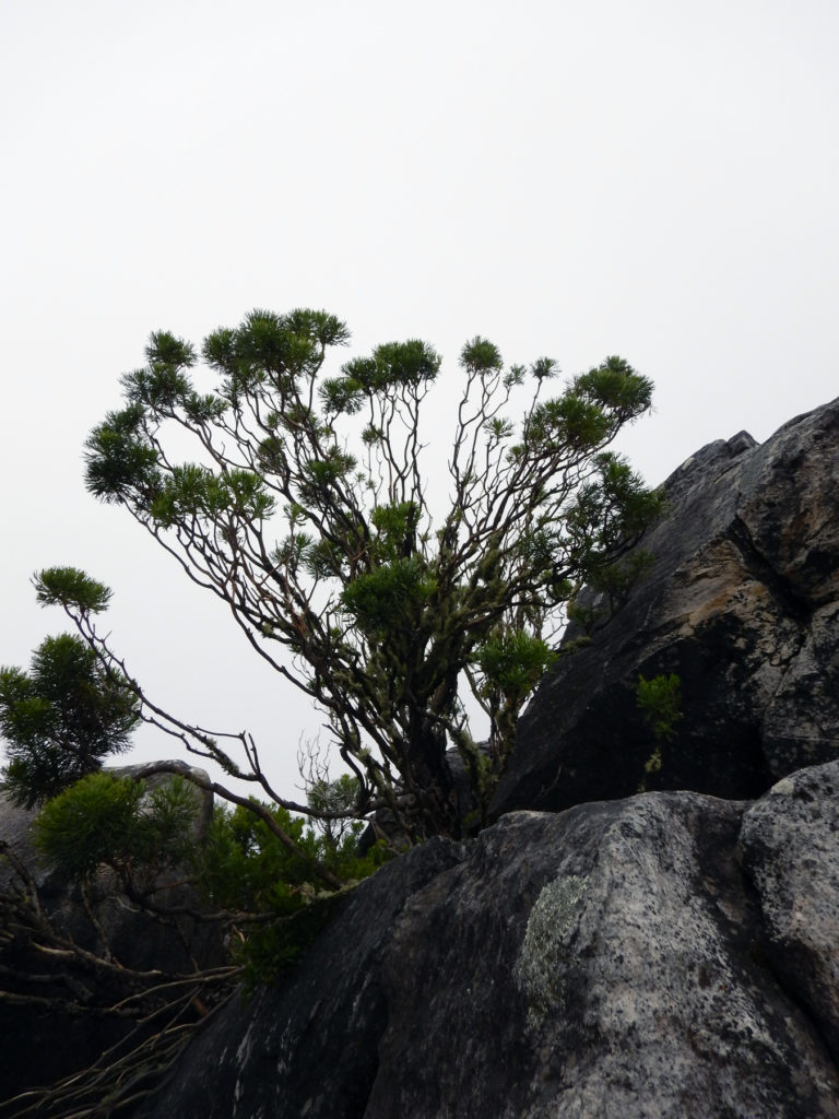 A shrub grows amid rocks at the top of Table Mountain.