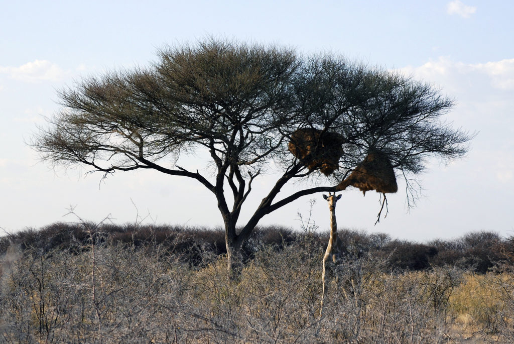 Botswana: a giraffe stands in tall grass in front of an acacia tree that holds 2 large sociable weaver nest structures.