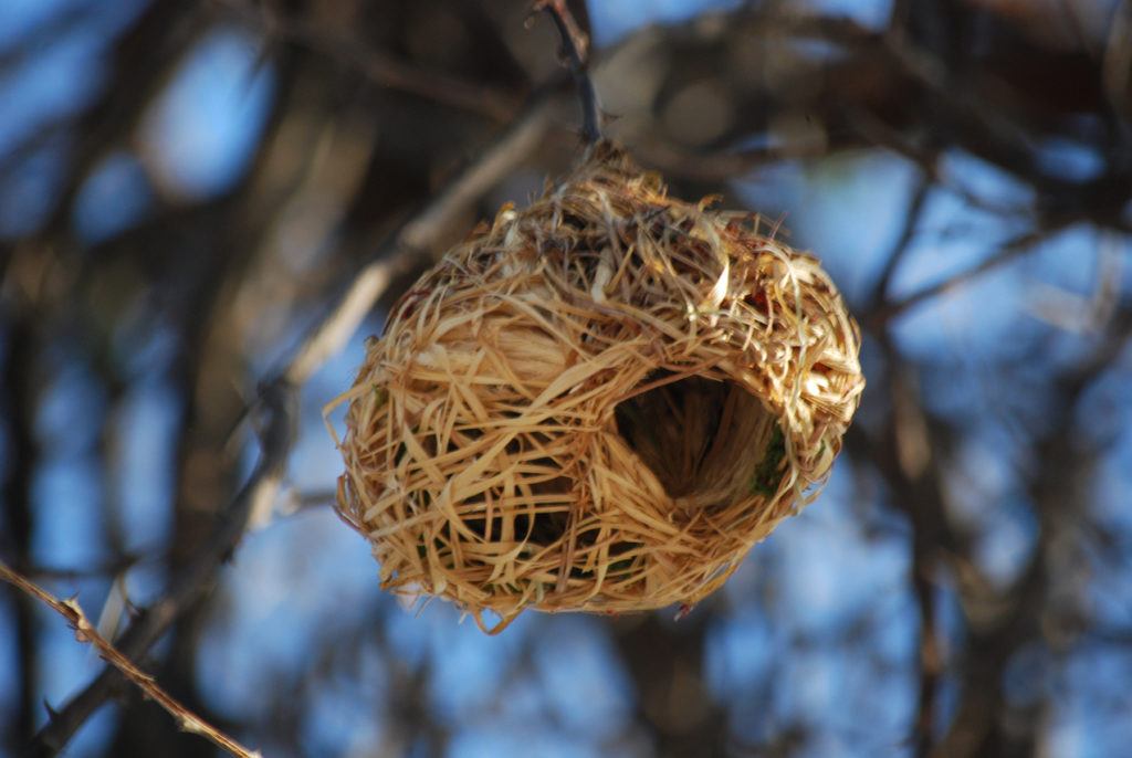 Weaver bird nest opening from the bottom, hanging in a tree