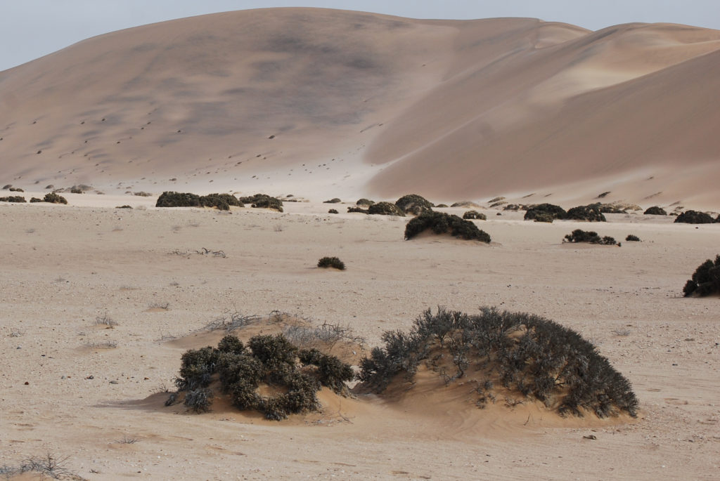 In the foreground on the left, a pencil shrub. On the right, a !nara shrub. Other shrubs and a dune are in the background.