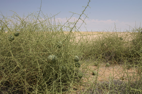 !Nara melons and shrub in the desert.