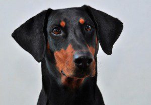 headshot of a Doberman