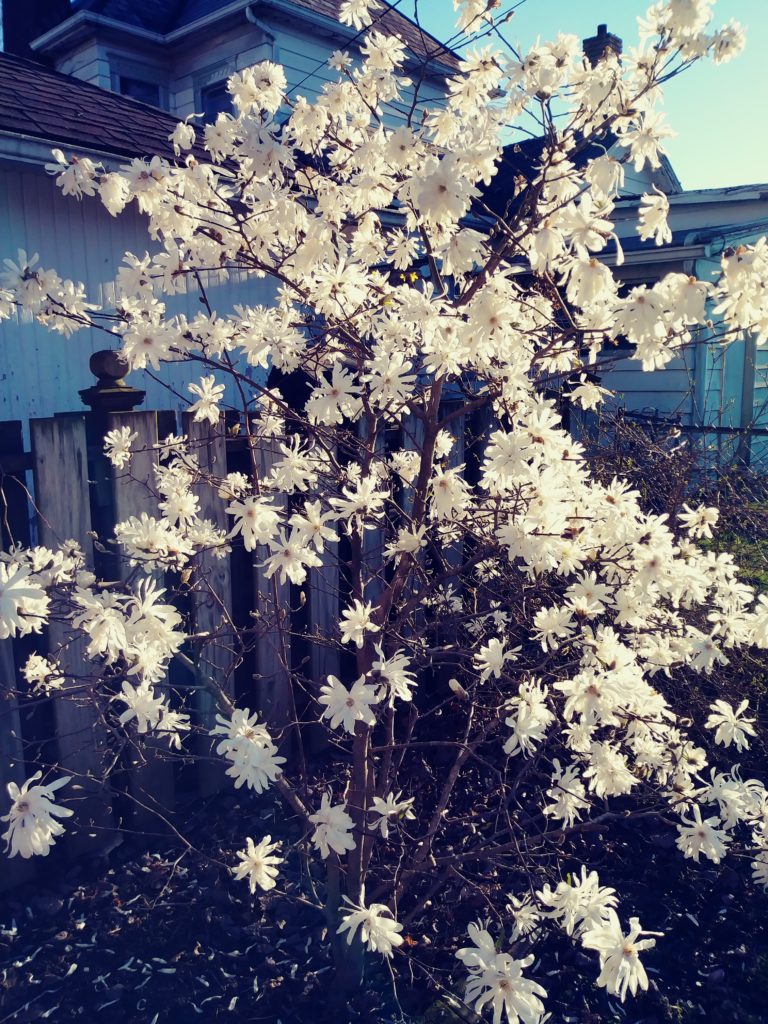 white star magnolia in full bloom