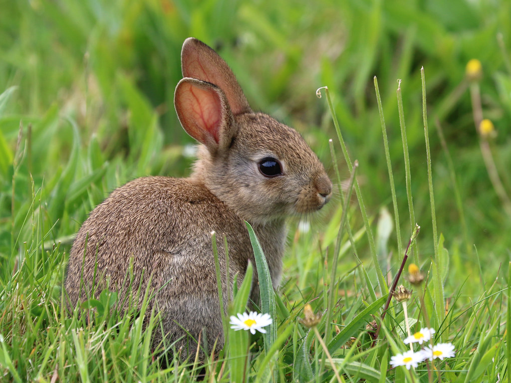 Close-up of a young wild rabbit in a green field.