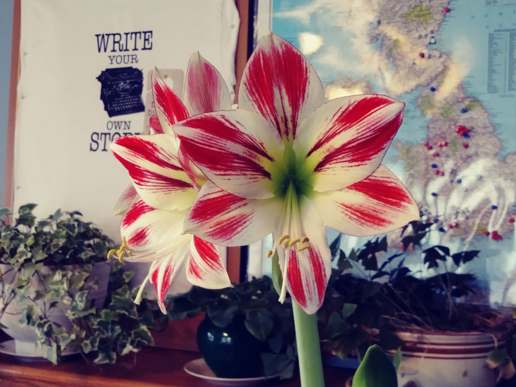 Amaryllis bulb in full bloom on March 23