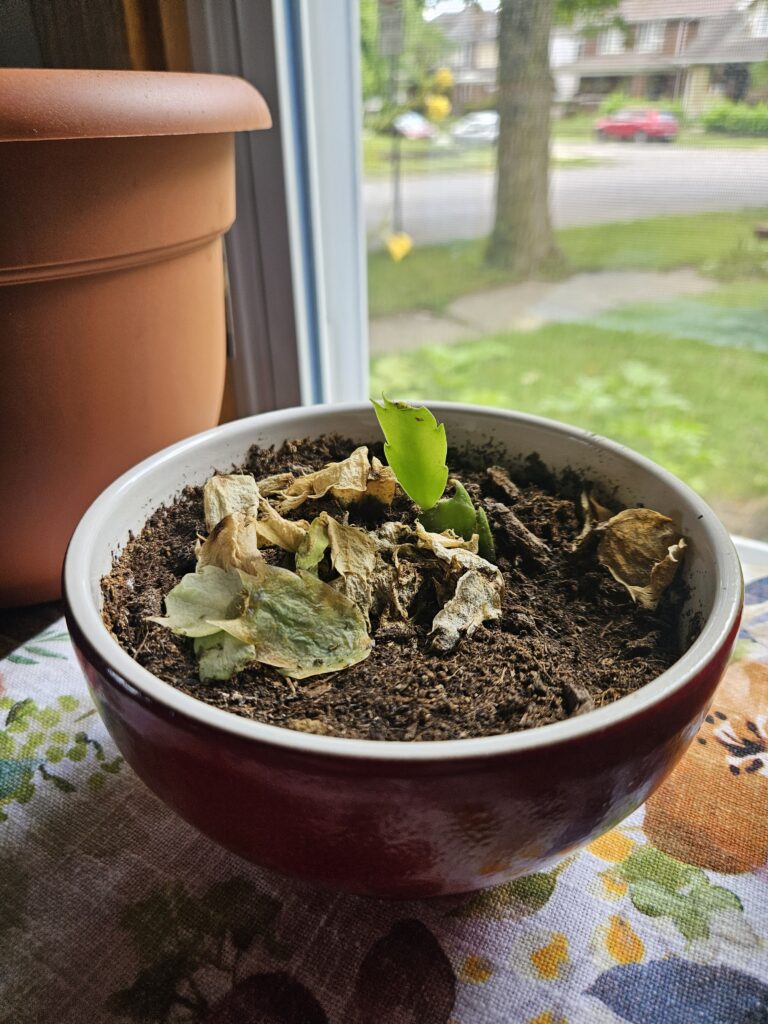 A single Christmas cactus leaf stands in a bowl. It's surrounded by dead leaves. 